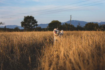 Image of happy dog breed Siberian husky running on the path in the rye field