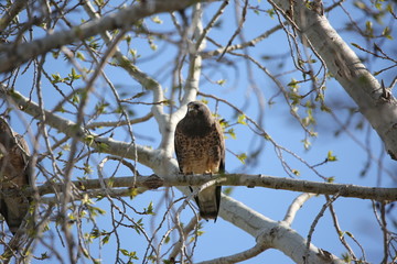 hawk in tree