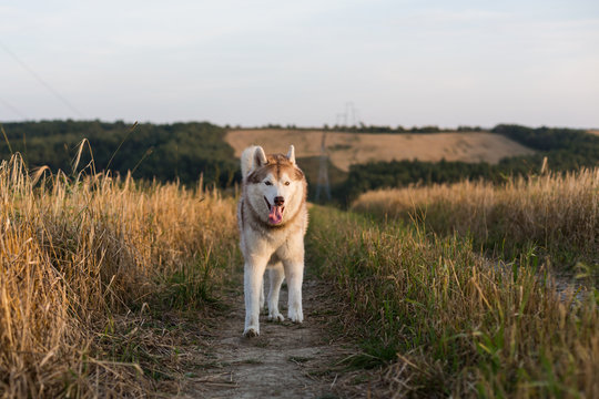 Image of funny dog breed Siberian husky running on the path in the rye field