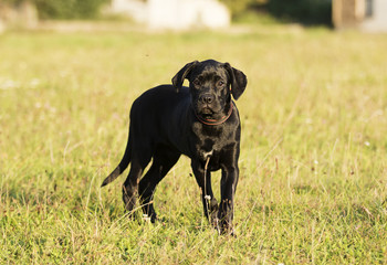 Fototapeta premium puppy cane corso outdoors