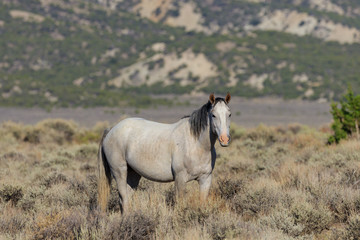 Fototapeta premium Majestic Wild Horse