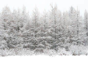 Jungwald im Winter