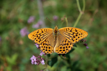 Obraz premium Butterfly on a flower