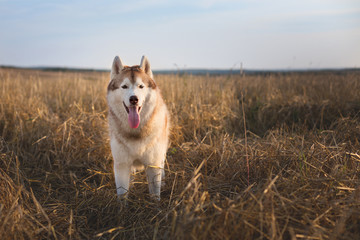 Portrait of happy beige dog breed siberian husky with tonque hanging out standing in the bright rye field