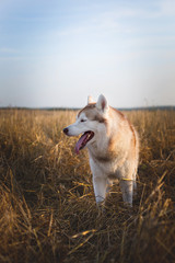 Profile Portrait of happy beige dog breed siberian husky with tonque hanging out standing in the bright rye field
