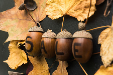 Sale concept writing on the acorns with dry leaves, autumn sale
