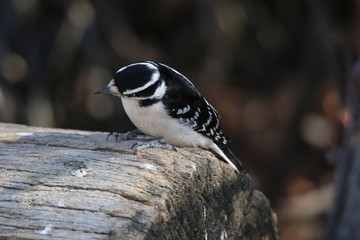 woodpecker