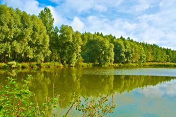 Fototapeta premium A pond with a grove on the shore.