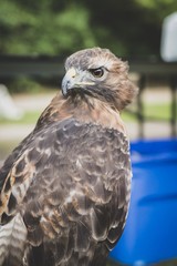 Hawk