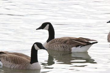 canada geese