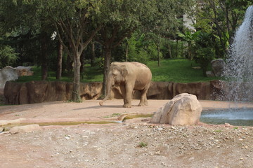 portraits of an elephant in the wild near a waterfall with trees in the background. concept: nature, animal, wild