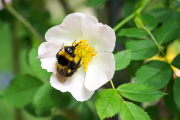  Closeup of garden bumblebee (prob. Bombus hortorum) at wild dog rose (Rosa canina) flower