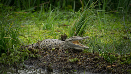 Happy crocodile in the wild