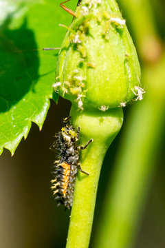 Larva of asian ladybeetle (Harmonia axyridis) feeding on green plant louses on rose bud