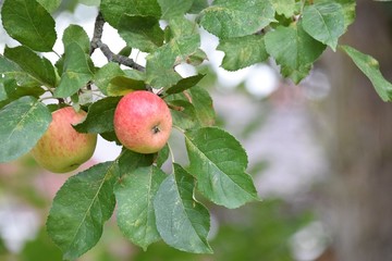 apples on tree