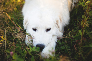 Close-up Portrait of cute maremma sheepdog. Big white fluffy dog breed maremmano abruzzese shepherd lying in the grass