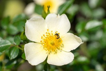 Naklejka na ściany i meble Closeup of small wild bee (prob. Heriades truncorum) at wild-like rose flower