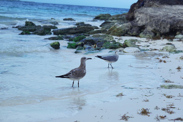 Pájaro en playa
