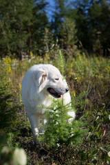 Profile Portrait of gorgeous maremmano abruzzese sheepdog. Big white fluffy maremma dog standing in the forest