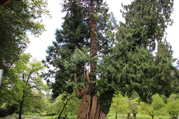 Fototapeta premium Stanley Park - British Columbia