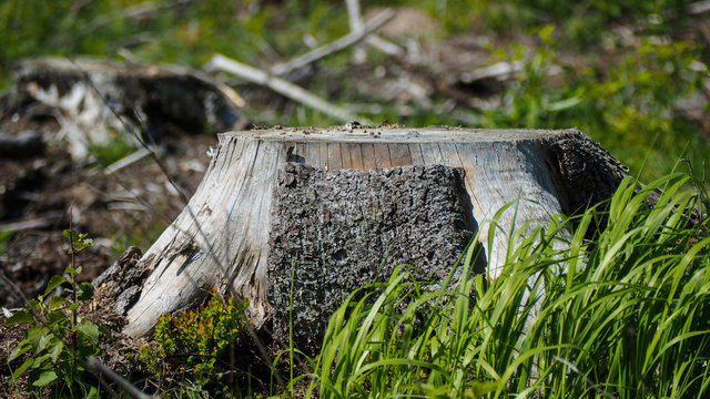 cut-down tree in finland