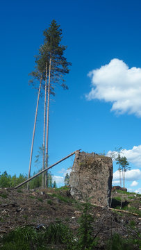 big deforestation in finland