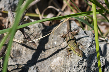 Lizard on a warm stone in the nature