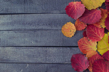 Naklejka na ściany i meble Bright autumn leaves