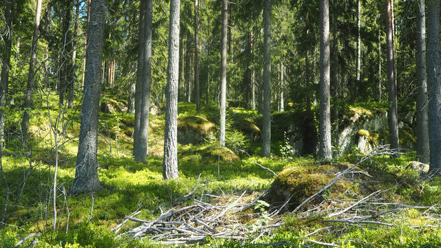 wild forest in finland