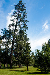 Obraz premium ponderosa pine and blue sky green grass