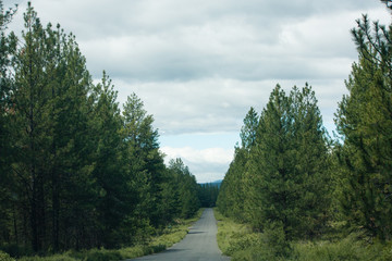 road lined with trees