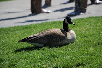canada goose