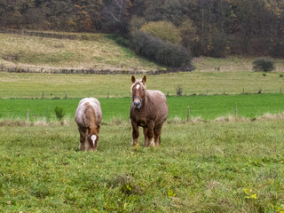 Ardennes foal and a mare in a Belgian pasture on a rainy November day