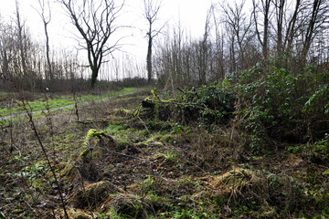 Wilde Natur am Waldrand