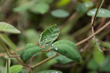 drops on green leaf