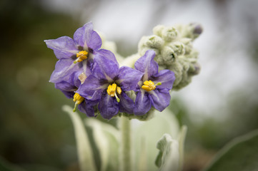 blue flowers in garden