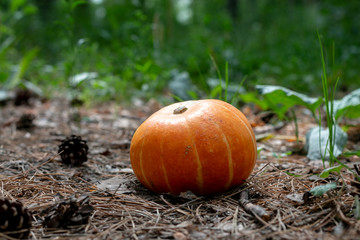 orange pumpkin in grass prepared for halloween