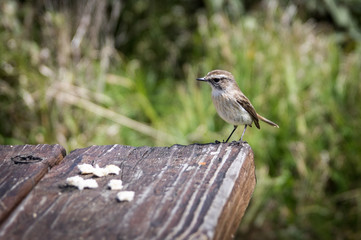 bird on a branch