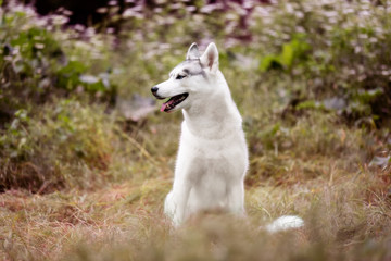 A close-up portrait of Siberian husky who sits at green grass at park. A young grey & white female husky bitch has blue eyes. She looks left. There are lot of white colored flowers and greenery.