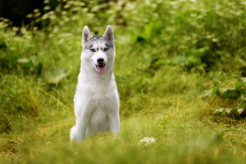 A close-up portrait of amazing Siberian husky who sits at green grass at park. A young grey & white female husky bitch has blue eyes. There are lot of white colored flowers and greenery.