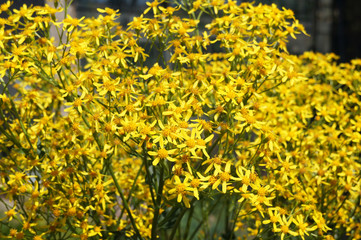 Senecio ovatus or woundwort many yellow flowers
