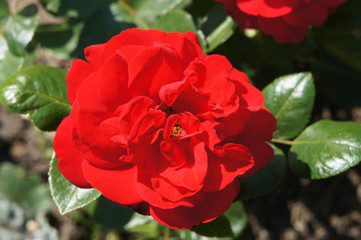 Rose floribunda red flower head