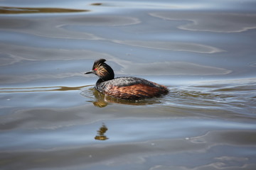 grebe