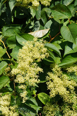 Tripterygium regelii or regel's threewingnut plant