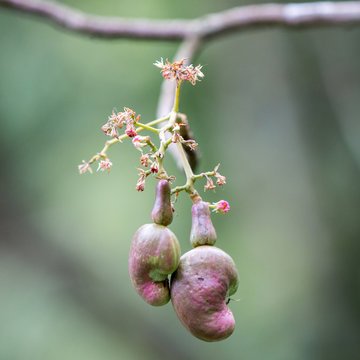 Cashewbaum