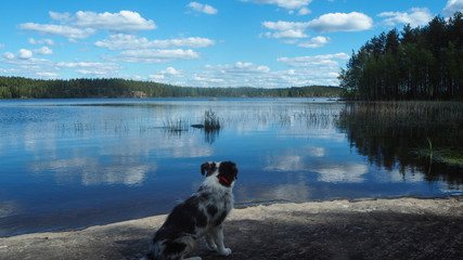 dog watching finnish lake in summer