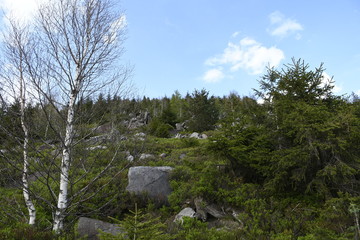 Auf dem Weg zu Wildsee, Deutschland, Baden-W&uuml;rttemberg