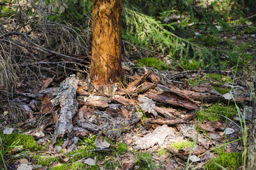 the bark has fallen from the tree