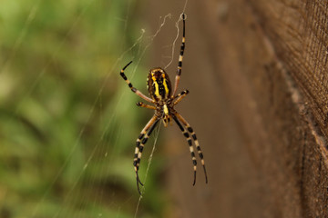 Argiope Bruennichi Spider