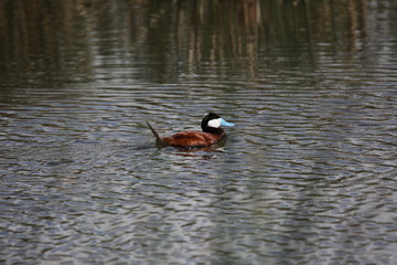 blue billed duck